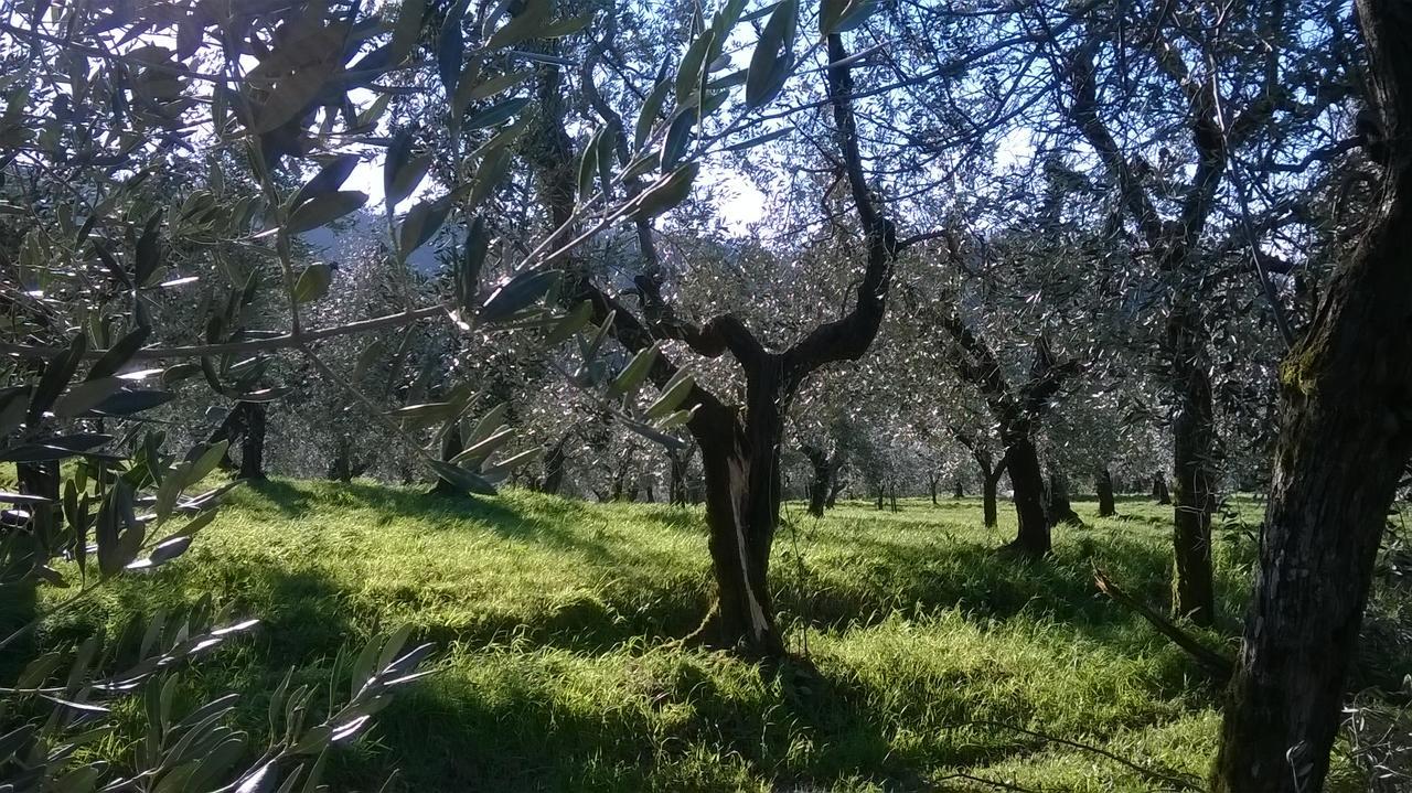 Villa Pacinotti Пістоя Екстер'єр фото